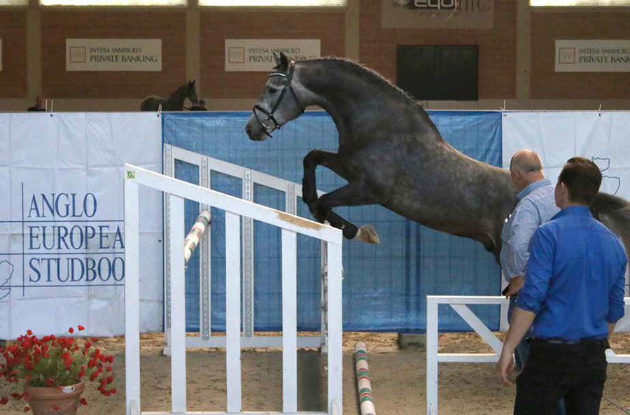 acciaio-di-san-fiorano-approvazione-stalloni-studbook-aes