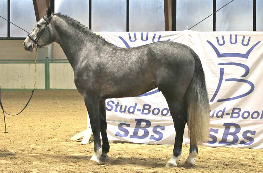 acciaio-di-san-fiorano-approvazione-stalloni-studbook-sbs